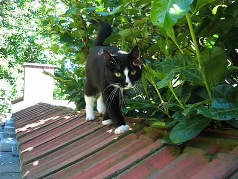 Huskat Toffie fie billede 17