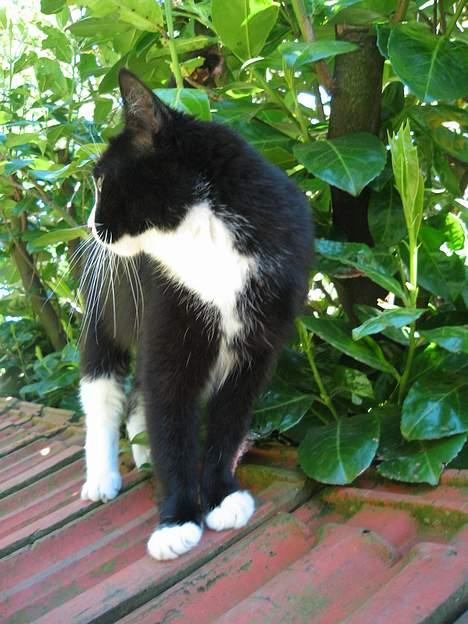 Huskat Toffie fie billede 18