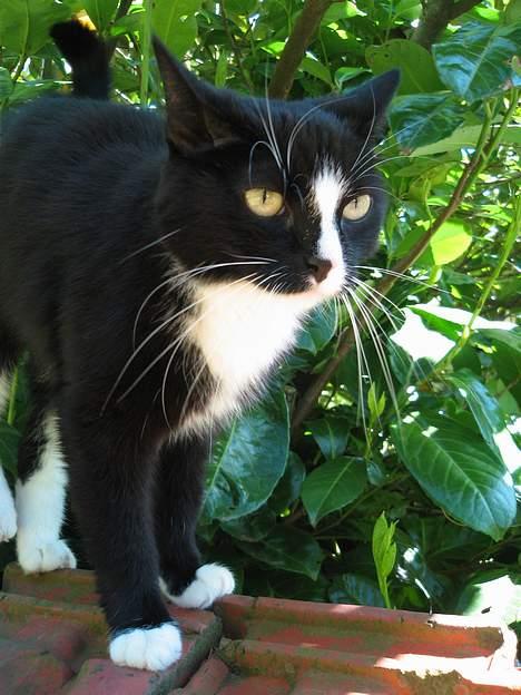 Huskat Toffie fie billede 19