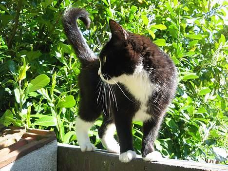 Huskat Toffie fie billede 20