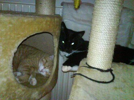 Huskat coda billede 20