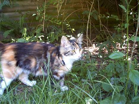 Huskat Muller. - hmm hvad skal man kalde en dum person..? billede 13