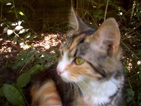 Huskat Muller. - er jeg grim..? billede 14