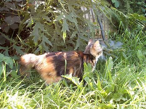 Huskat Muller. - jeg prøver og fange den mus billede 15