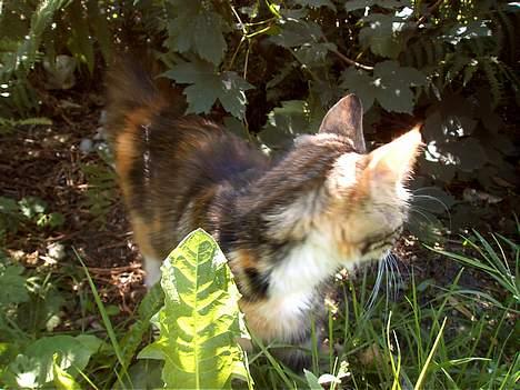 Huskat Muller. - snøft mussen løb fra mig billede 16