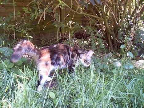 Huskat Muller. - mus mus mus MUSSS billede 17