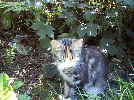 Huskat Muller. - jeg er da ikk dum.. billede 18