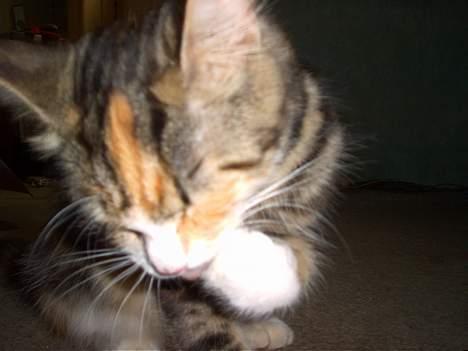 Huskat Muller. - jeg skal huske og være ren billede 19