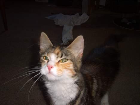 Huskat Muller. - heløjsa billede 20