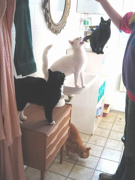 Huskat Frederik billede 14