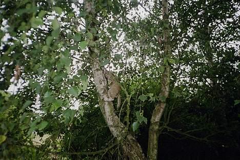 Huskat Frederik billede 15