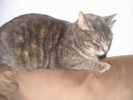 Huskat Venus (død d. 21/3-07) billede 6