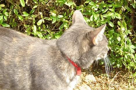 Huskat Venus (død d. 21/3-07) billede 7