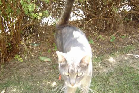 Huskat Venus (død d. 21/3-07) billede 8