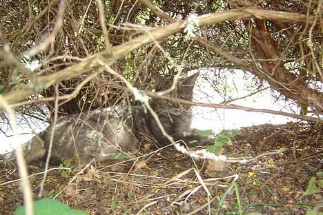 Huskat Venus (død d. 21/3-07) billede 9