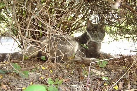 Huskat Venus (død d. 21/3-07) billede 10