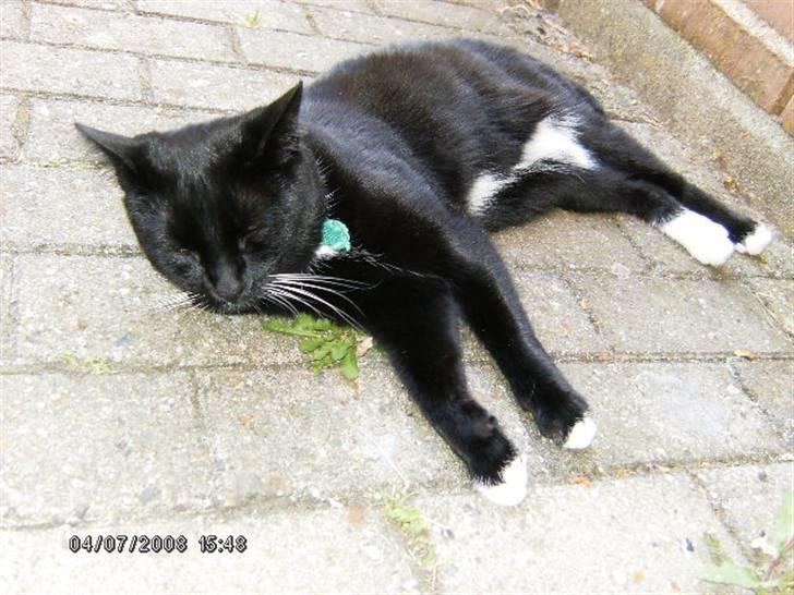 Huskat Osiris billede 1