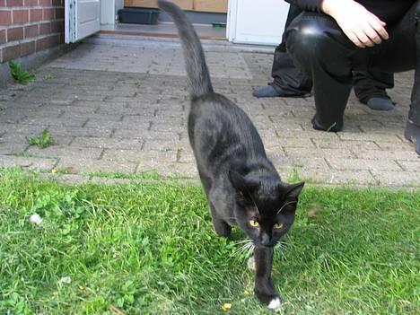 Huskat Osiris billede 2