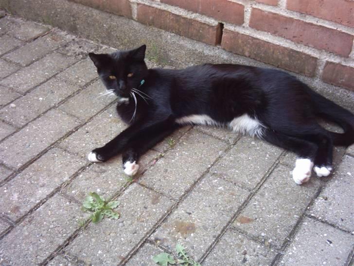 Huskat Osiris billede 3