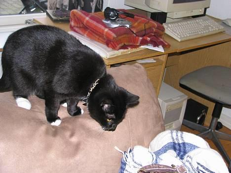 Huskat Osiris billede 4