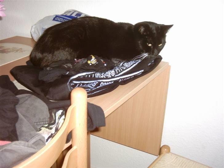 Huskat Osiris billede 5