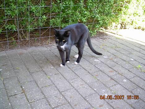 Huskat Osiris billede 6