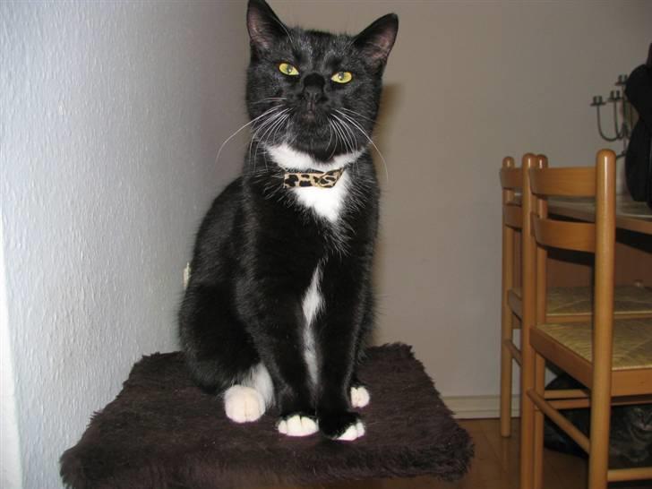 Huskat Osiris billede 7