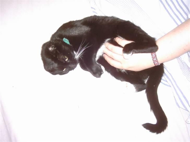 Huskat Osiris billede 8