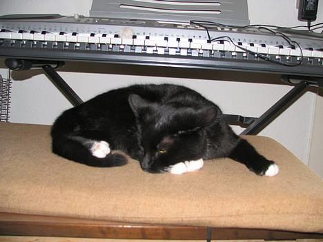 Huskat Osiris billede 9