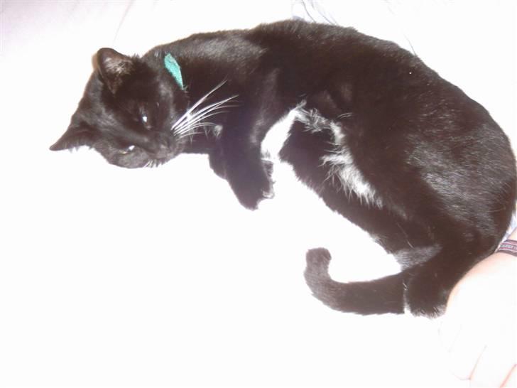 Huskat Osiris billede 10