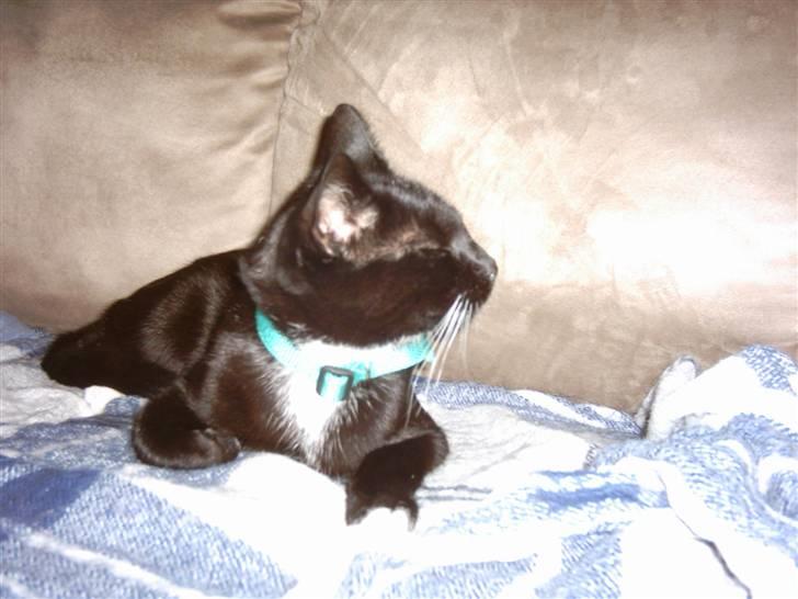 Huskat Osiris billede 11