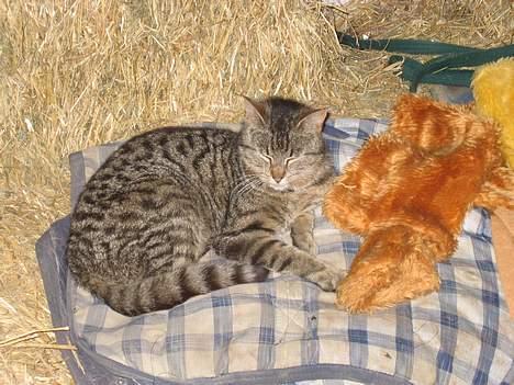 Blanding af racer Nala - Åh, det er trættende med alle de killinger! (19/7-06) billede 14