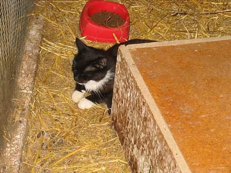 Blanding af racer Lib *død* - Her er Lib, inde i kaninburet hos sin killing (19/7-06) billede 1