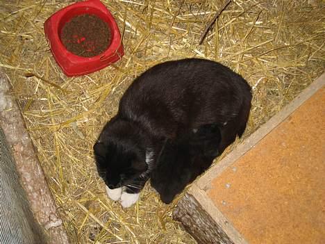 Blanding af racer Lib *død* - Her er Lib med sin killing, stadig inde i kaninburet (19/7-06) billede 2