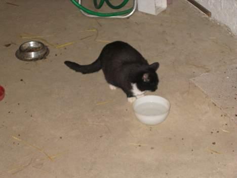 Blanding af racer Lib *død* - Her er Lib ved vandskålen, inden hun fik sin killing (18/11-05) billede 3