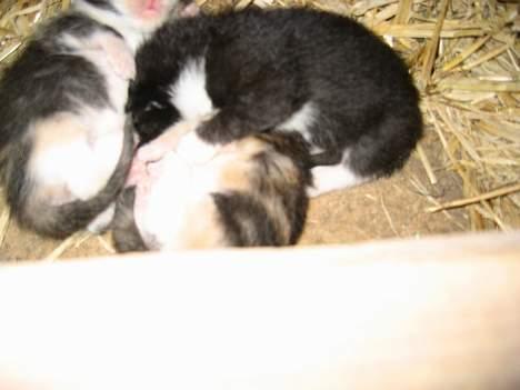 Blanding af racer Lib *død* - Her er Lib som lille, sammen med Figther og hendes afdøde søster (26/5-05) billede 5