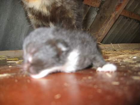 Blanding af racer Lib *død* - Lib som lille, og det er mor Kiara, der står og holder øje med tingene i baggrunden (26/5-05) billede 6