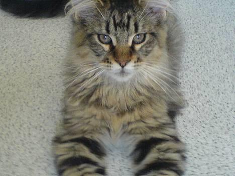 Blanding af racer *Farvel lille Sylle* - Se min dejlige pels ;-) billede 1