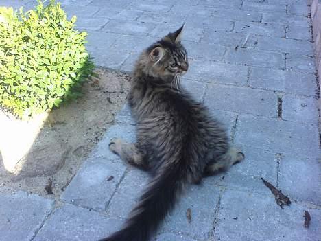 Blanding af racer *Farvel lille Sylle* - Køler ned... Puha den varme! billede 2