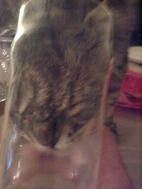 Blanding af racer *Farvel lille Sylle* - Puha jeg er tørstig... Dog svært at komme ned i glasset! billede 3