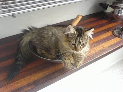 Blanding af racer *Farvel lille Sylle* - Mit nye yndlingssted! Fars wok...  billede 4