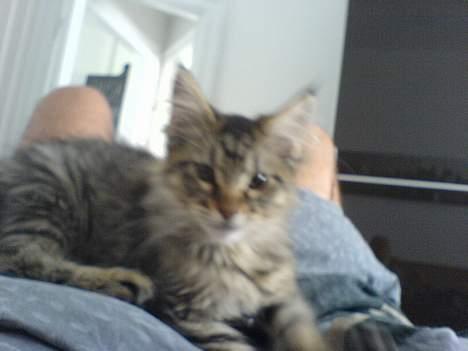 Blanding af racer *Farvel lille Sylle* - Fotomodel :-)  billede 5