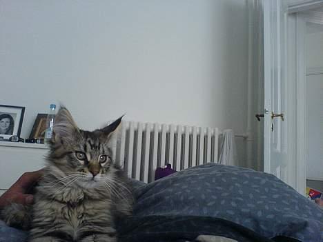 Blanding af racer *Farvel lille Sylle* - Er jeg ikke fin :-)  billede 6