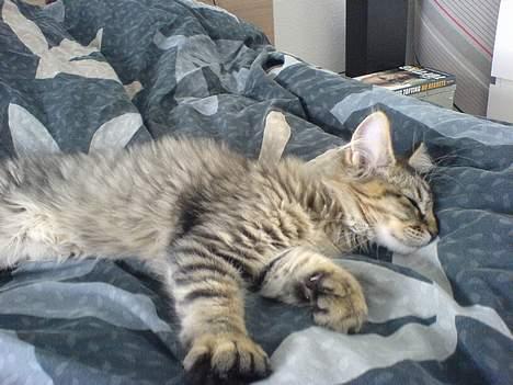 Blanding af racer *Farvel lille Sylle* - Slapper af igen...  billede 7