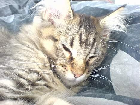 Blanding af racer *Farvel lille Sylle* - Lad mig nu sove...  billede 8