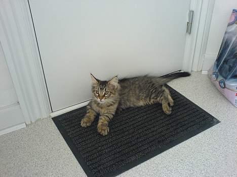 Blanding af racer *Farvel lille Sylle* - Hvor er der dejligt her i lejligheden, specielt på måtten.  billede 9