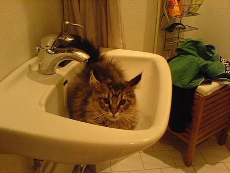 Blanding af racer *Farvel lille Sylle* - Vasken er så dejlig kølig! Og jeg elsker vand! billede 10