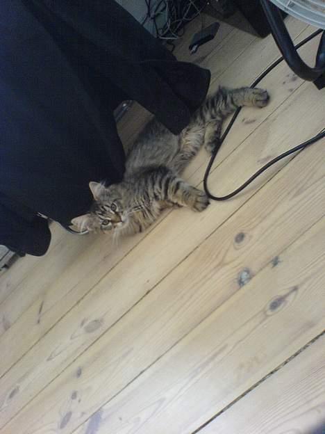 Blanding af racer *Farvel lille Sylle* - :-) billede 11