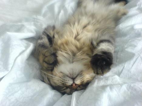 Blanding af racer *Farvel lille Sylle* - Uha sover så dejligt!  billede 12