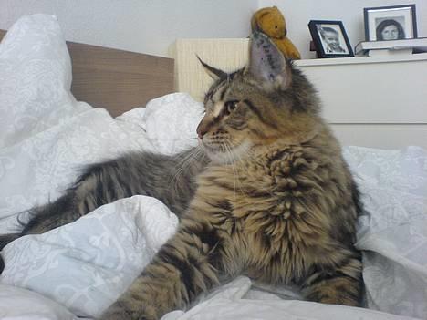 Blanding af racer *Farvel lille Sylle* - Så er jeg lige blevet øretattoveret! Uhha jeg er sej :-)  billede 13